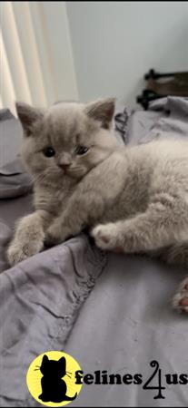 British Shorthair kitten for sale