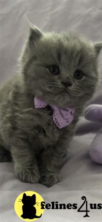 British Shorthair kitten for sale