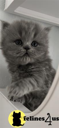 British Shorthair kitten for sale