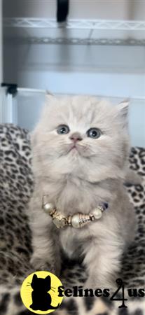 British Shorthair kitten for sale