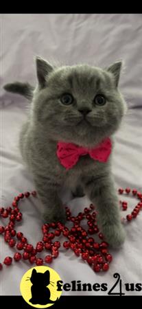 British Shorthair kitten for sale