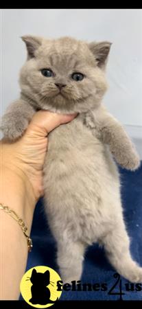 British Shorthair kitten for sale