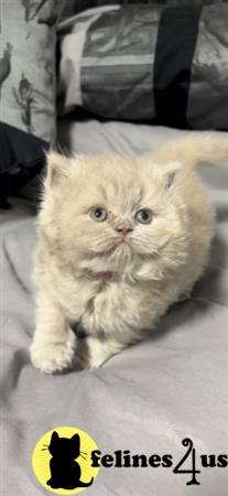 British Shorthair kitten for sale