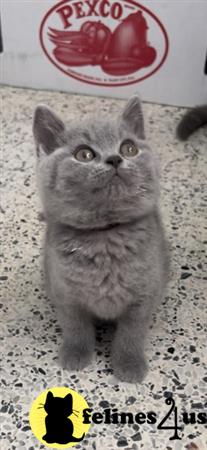 British Shorthair kitten for sale