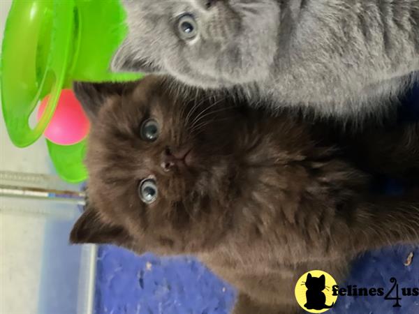 British Shorthair kitten for sale