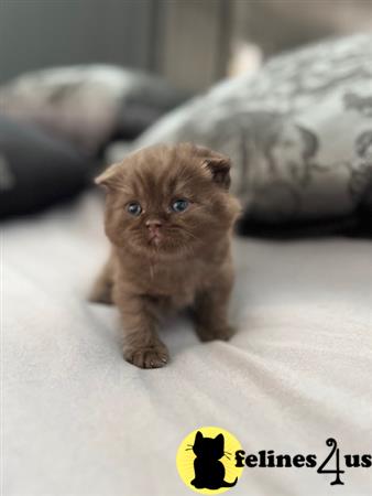 British Shorthair kitten for sale