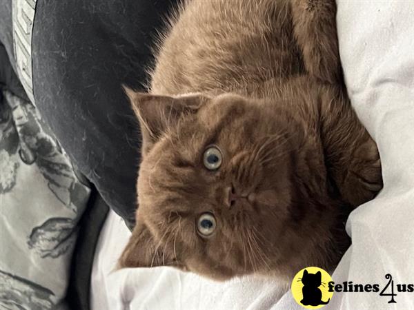 British Shorthair kitten for sale