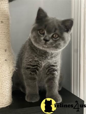 British Shorthair kitten for sale