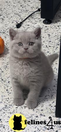 British Shorthair kitten for sale