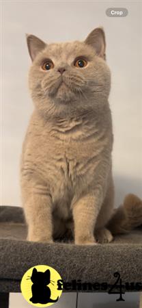 British Shorthair kitten for sale