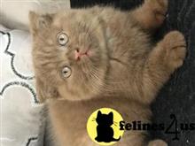 scottish fold kitten posted by 1969Ilona