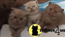 british shorthair kitten posted by 1969Ilona