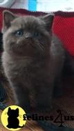 british shorthair kitten posted by 1969Ilona