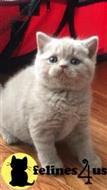 british shorthair kitten posted by 1969Ilona