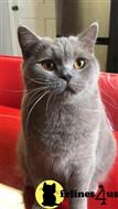 british shorthair kitten posted by 1969Ilona