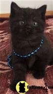 british shorthair kitten posted by 1969Ilona