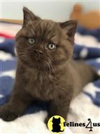 british shorthair kitten posted by 1969Ilona