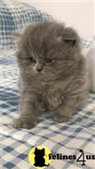 british shorthair kitten posted by 1969Ilona