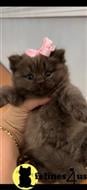 british shorthair kitten posted by 1969Ilona