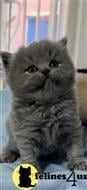 british shorthair kitten posted by 1969Ilona