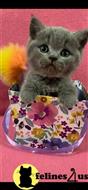 British Shorthair