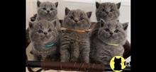 british shorthair kitten posted by 1969Ilona