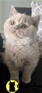 british shorthair kitten posted by 1969Ilona