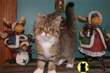 exotic shorthair kitten posted by ksieving