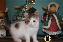 exotic shorthair kitten posted by ksieving