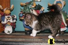 exotic shorthair kitten posted by ksieving