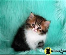 persian kitten posted by lazydaypersians