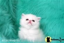 persian kitten posted by lazydaypersians
