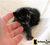 persian kitten posted by lazydaypersians