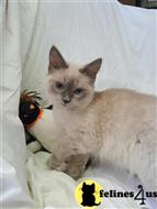 ragdoll kitten posted by Kbabies