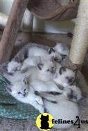 siamese kitten posted by Shandarl