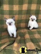 siamese kitten posted by Shandarl