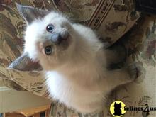 siamese kitten posted by Shandarl
