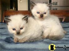 siamese kitten posted by Shandarl