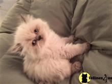 himalayan kitten posted by bbowen