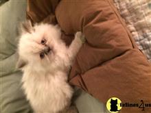 himalayan kitten posted by bbowen