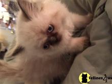 himalayan kitten posted by bbowen