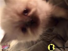 himalayan kitten posted by bbowen