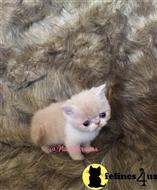 exotic shorthair kitten posted by PlushPersians