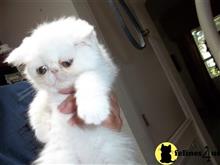 exotic shorthair kitten posted by loylaine