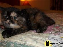 exotic shorthair kitten posted by loylaine