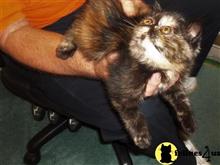 exotic shorthair kitten posted by loylaine