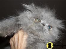 exotic shorthair kitten posted by loylaine