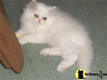 exotic shorthair kitten posted by loylaine