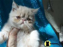 exotic shorthair kitten posted by loylaine