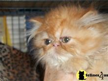 exotic shorthair kitten posted by loylaine